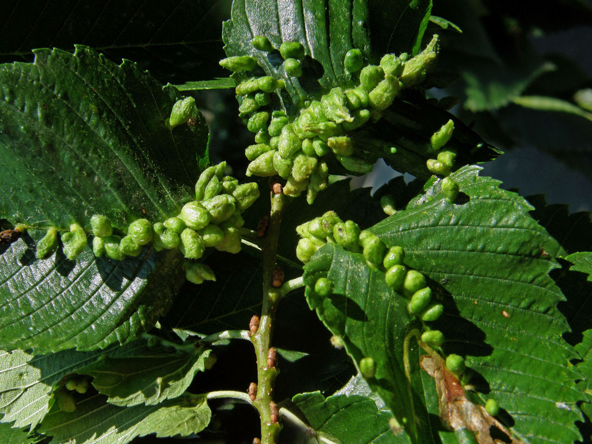 Hálky vlnovníka Eriophyes ulmi, jilm americký