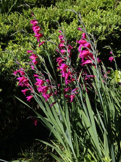 Mečík (Gladiolus communis L.)