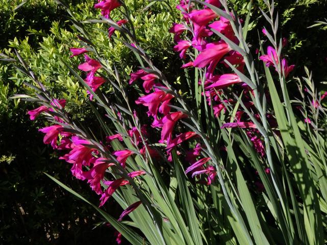 Mečík (Gladiolus communis L.)