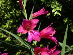 Mečík (Gladiolus communis L.)