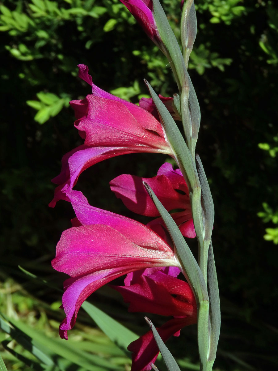 Mečík (Gladiolus communis L.)