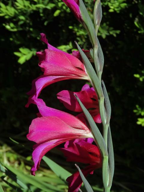 Mečík (Gladiolus communis L.)