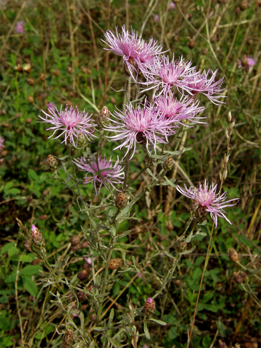 Chrpa latnatá (Centaurea stoebe L.)