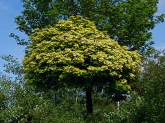 Javor mléč (Acer platanoides L.) s větví listů zlaté barvy (1i)