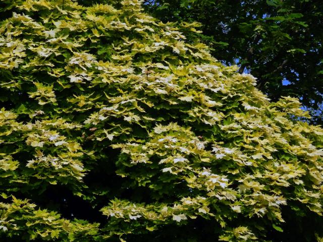 Javor mléč (Acer platanoides L.) s větví listů zlaté barvy (1j)