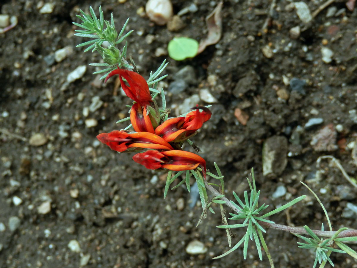 Štírovník (Lotus berthelotii Lowe ex Masferrer)