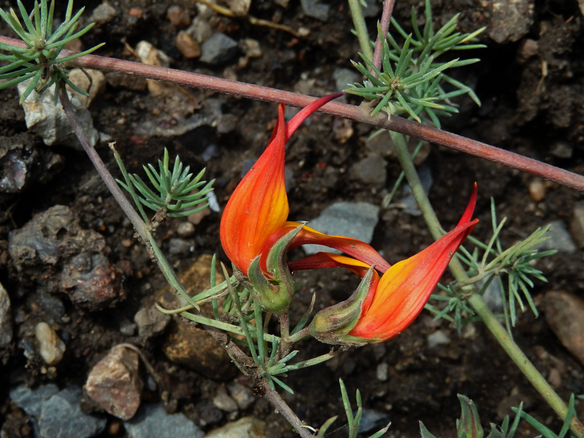 Štírovník (Lotus berthelotii Lowe ex Masferrer)