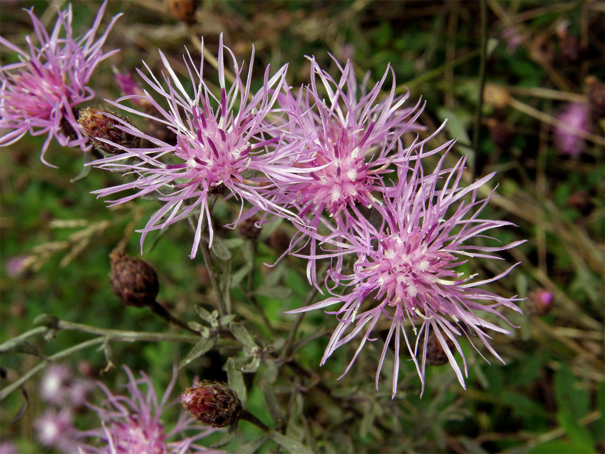 Chrpa latnatá (Centaurea stoebe L.)