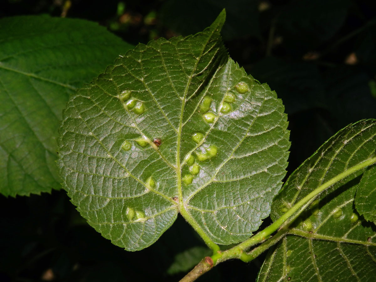 Hálky bejlomorky lipové (Didymomyia reaumuriana)