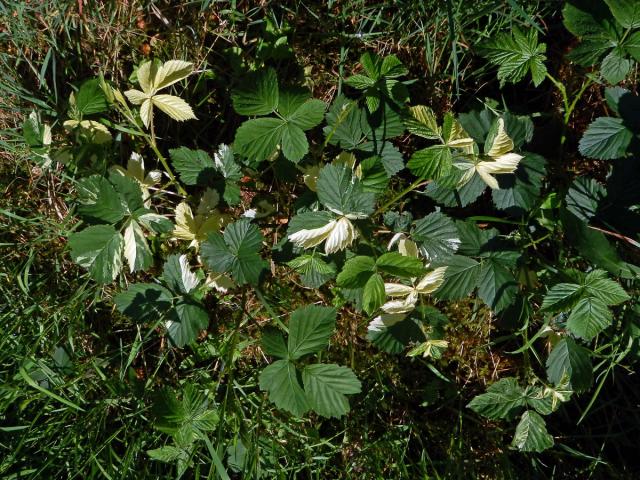 Ostružiník křovitý (Rubus fruticosus agg.) s panašovanými listy