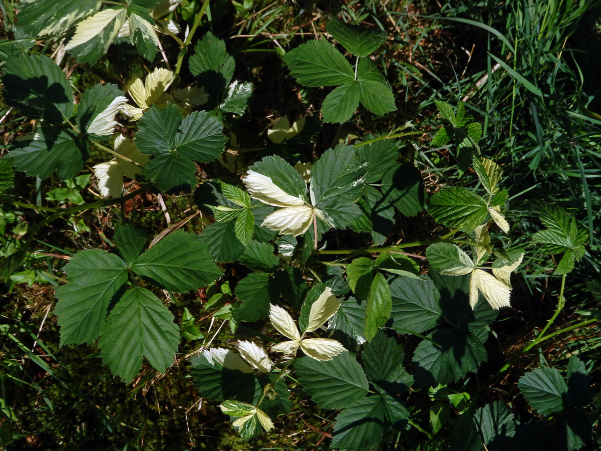 Ostružiník křovitý (Rubus fruticosus agg.) s panašovanými listy