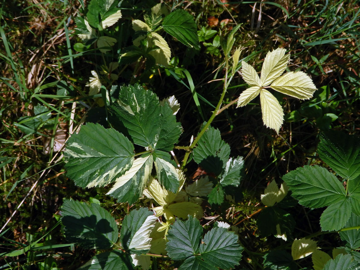 Ostružiník křovitý (Rubus fruticosus agg.) s panašovanými listy