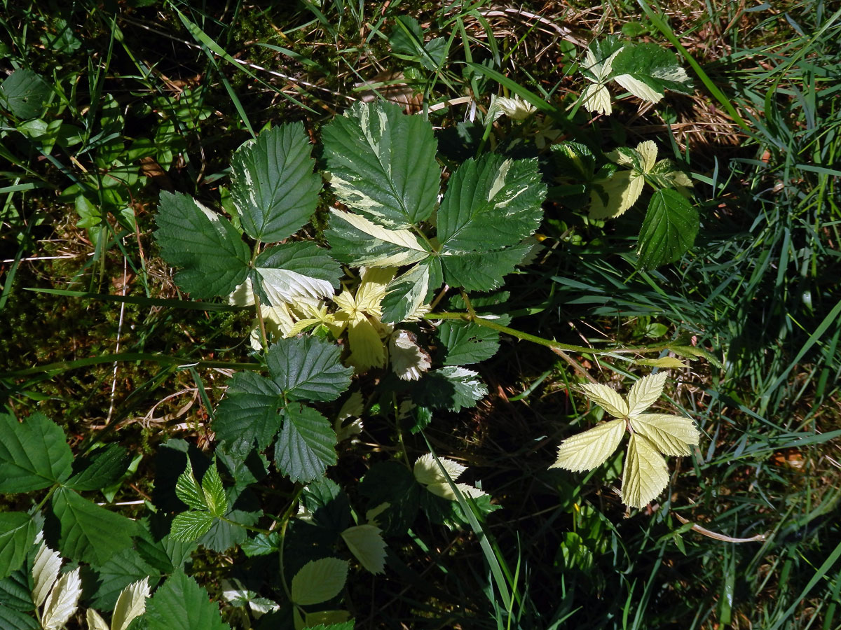 Ostružiník křovitý (Rubus fruticosus agg.) s panašovanými listy