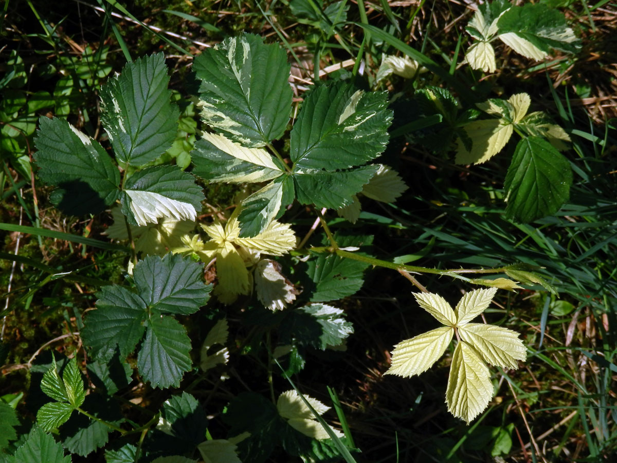 Ostružiník křovitý (Rubus fruticosus agg.) s panašovanými listy