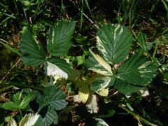 Ostružiník křovitý (Rubus fruticosus agg.) s panašovanými listy