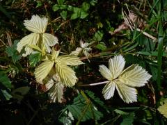 Ostružiník křovitý (Rubus fruticosus agg.) s panašovanými listy