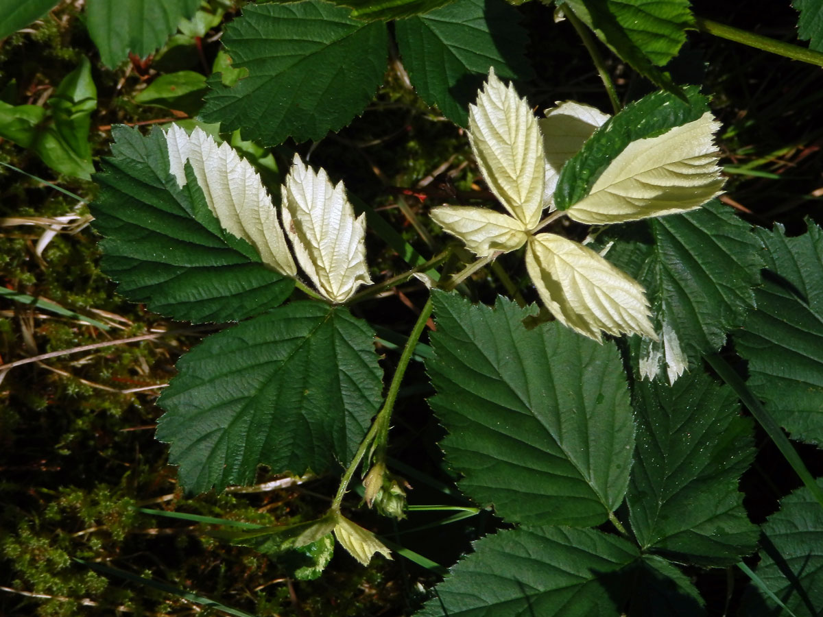 Ostružiník křovitý (Rubus fruticosus agg.) s panašovanými listy