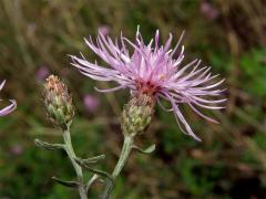 Chrpa latnatá (Centaurea stoebe L.)