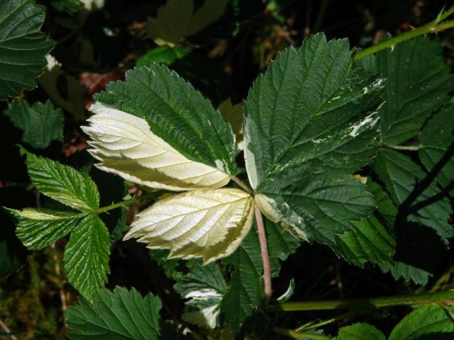 Ostružiník křovitý (Rubus fruticosus agg.) s panašovanými listy