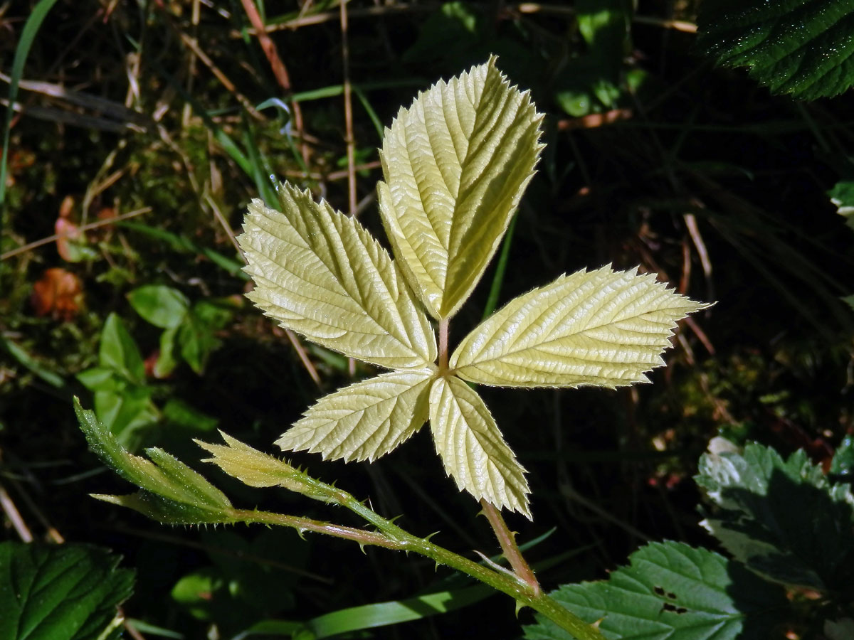 Ostružiník křovitý (Rubus fruticosus agg.) s panašovanými listy