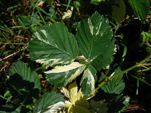 Ostružiník křovitý (Rubus fruticosus agg.) s panašovanými listy