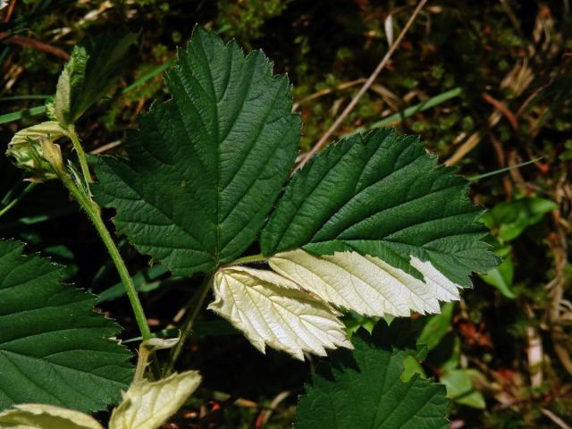 Ostružiník křovitý (Rubus fruticosus agg.) s panašovanými listy