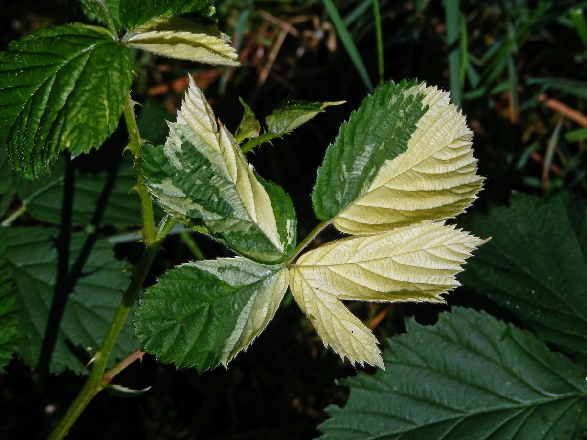 Ostružiník křovitý (Rubus fruticosus agg.) s panašovanými listy