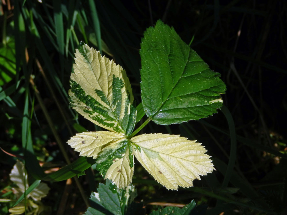 Ostružiník křovitý (Rubus fruticosus agg.) s panašovanými listy