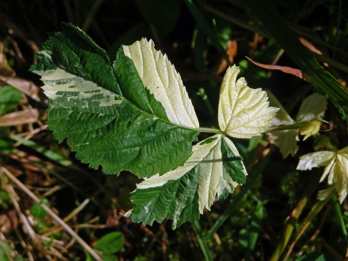 Ostružiník křovitý (Rubus fruticosus agg.) s panašovanými listy