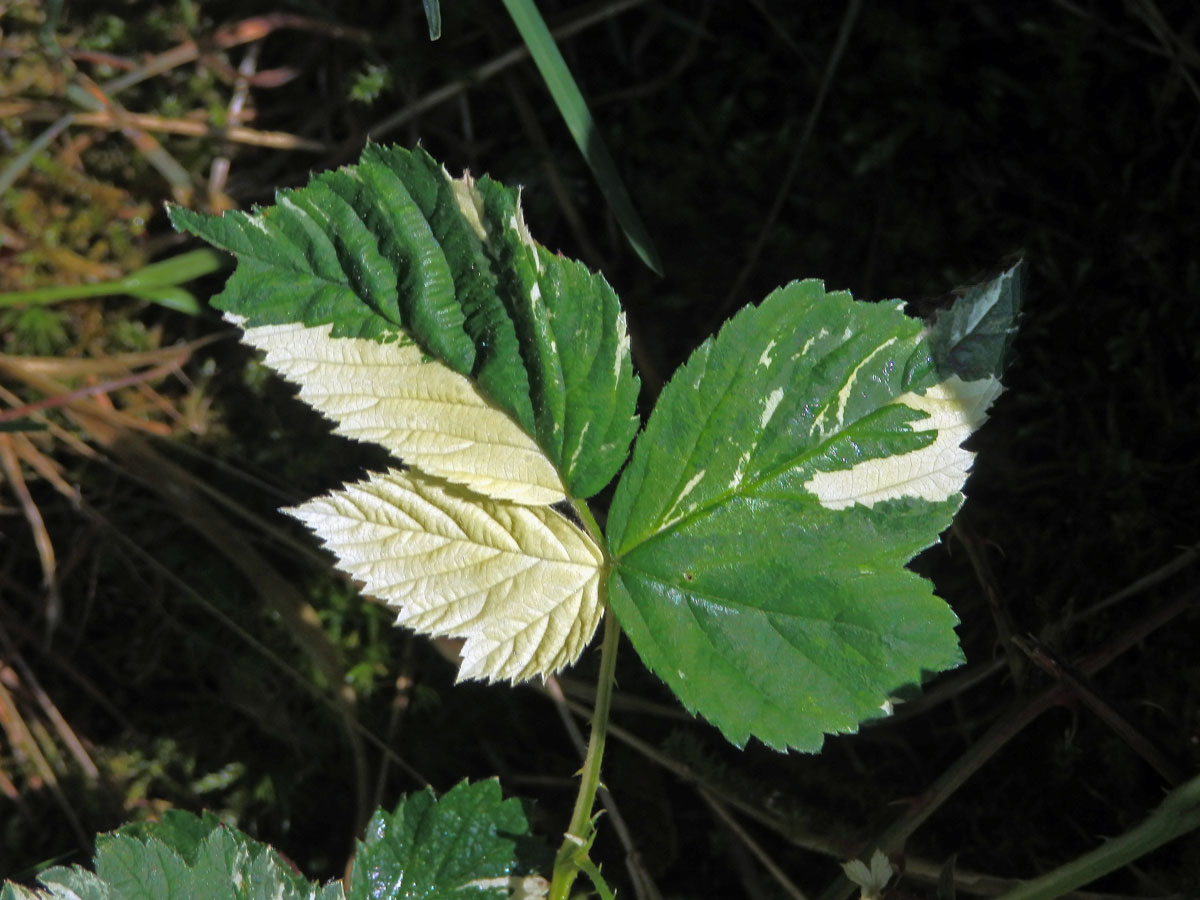 Ostružiník křovitý (Rubus fruticosus agg.) s panašovanými listy