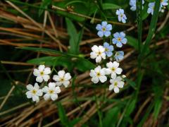 Pomněnka bahenní (Myosotis palustris (L.) L.) s květy bez barviva (7)