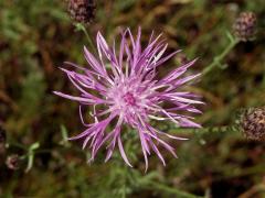 Chrpa latnatá (Centaurea stoebe L.)