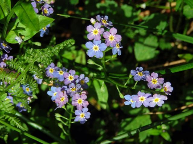 Pomněnka bahenní (Myosotis palustris (L.) L.) s duhově zbarveným květem (3a)