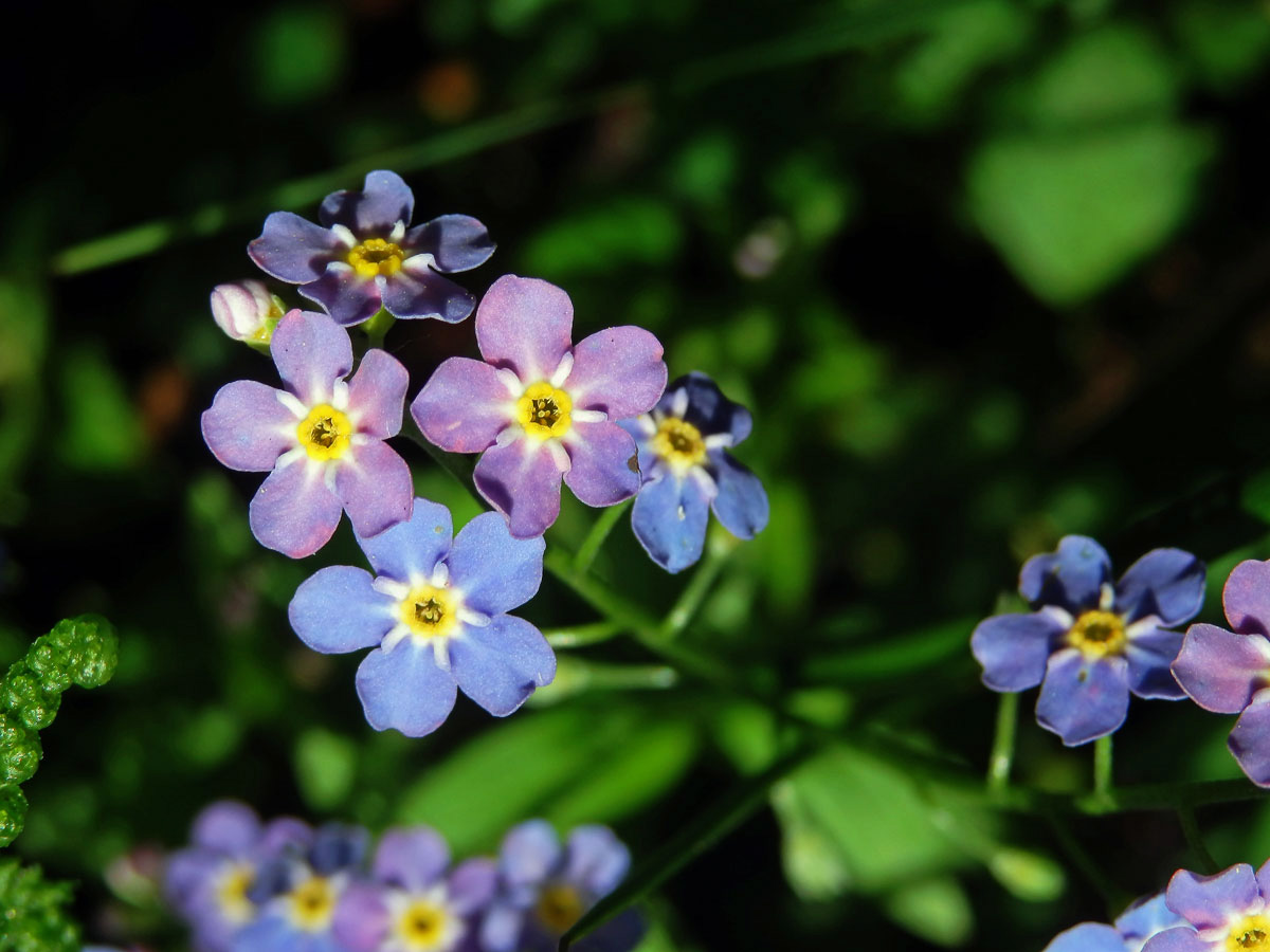 Pomněnka bahenní (Myosotis palustris (L.) L.) s duhově zbarveným květem (3b)