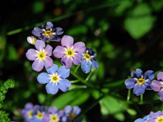 Pomněnka bahenní (Myosotis palustris (L.) L.) s duhově zbarveným květem (3b)