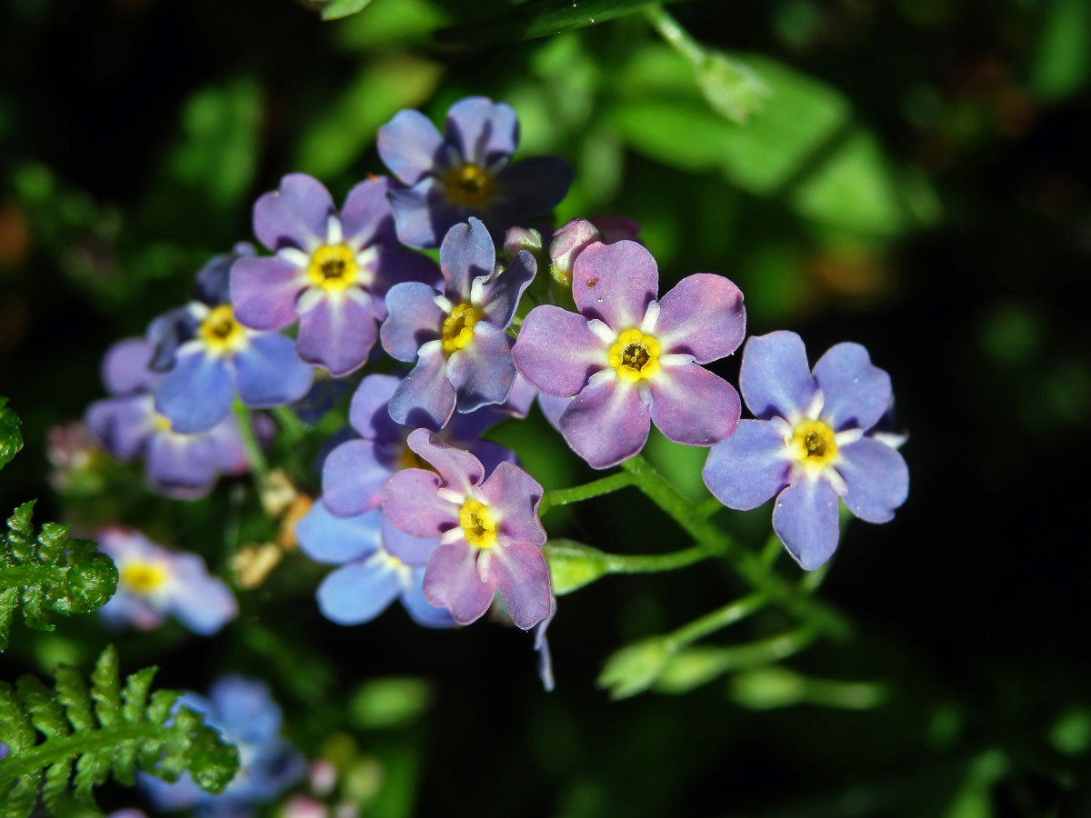 Pomněnka bahenní (Myosotis palustris (L.) L.) s duhově zbarveným květem (3c)