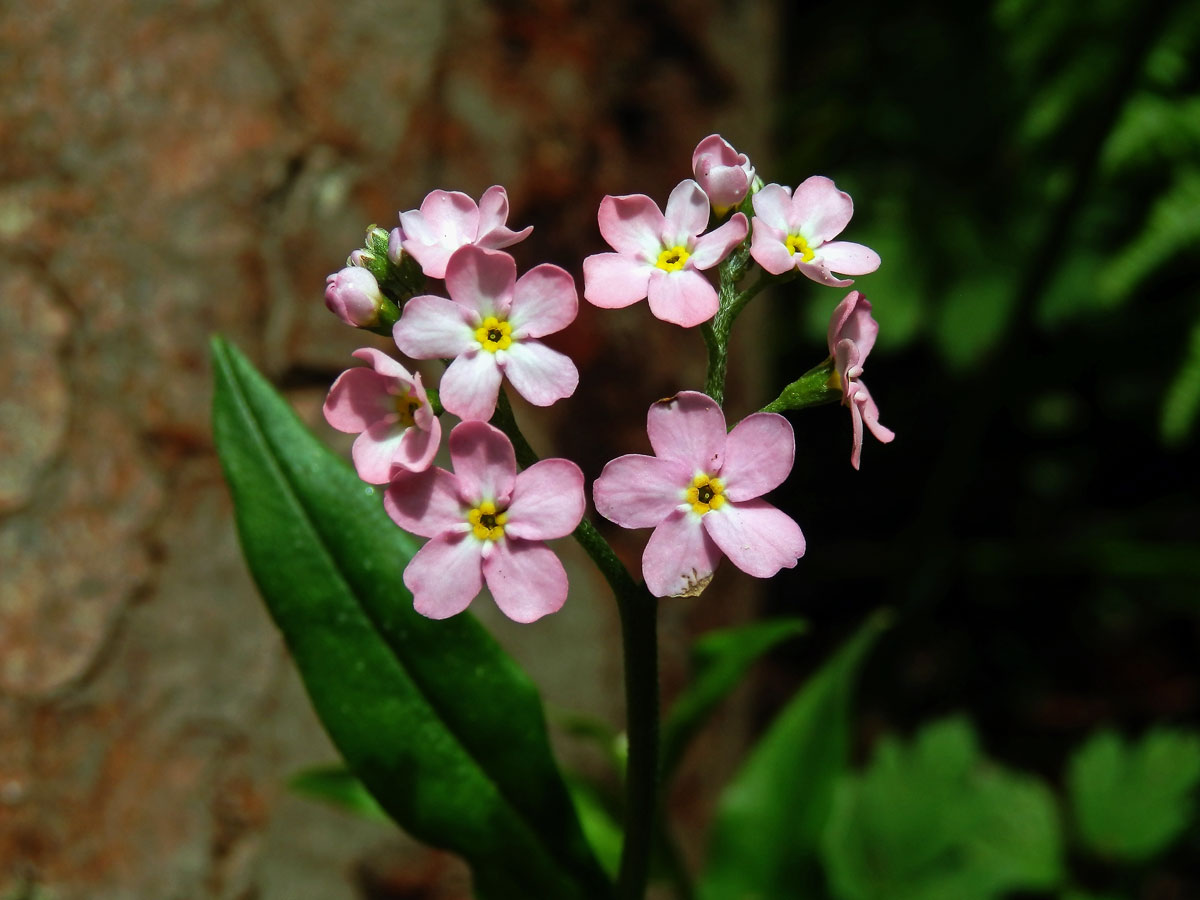 Pomněnka bahenní (Myosotis palustris (L.) L.) (5b) s růžovými květy