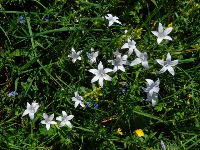 Zvonek rozkladitý (Campanula patula L.) se světlými květy (4a)