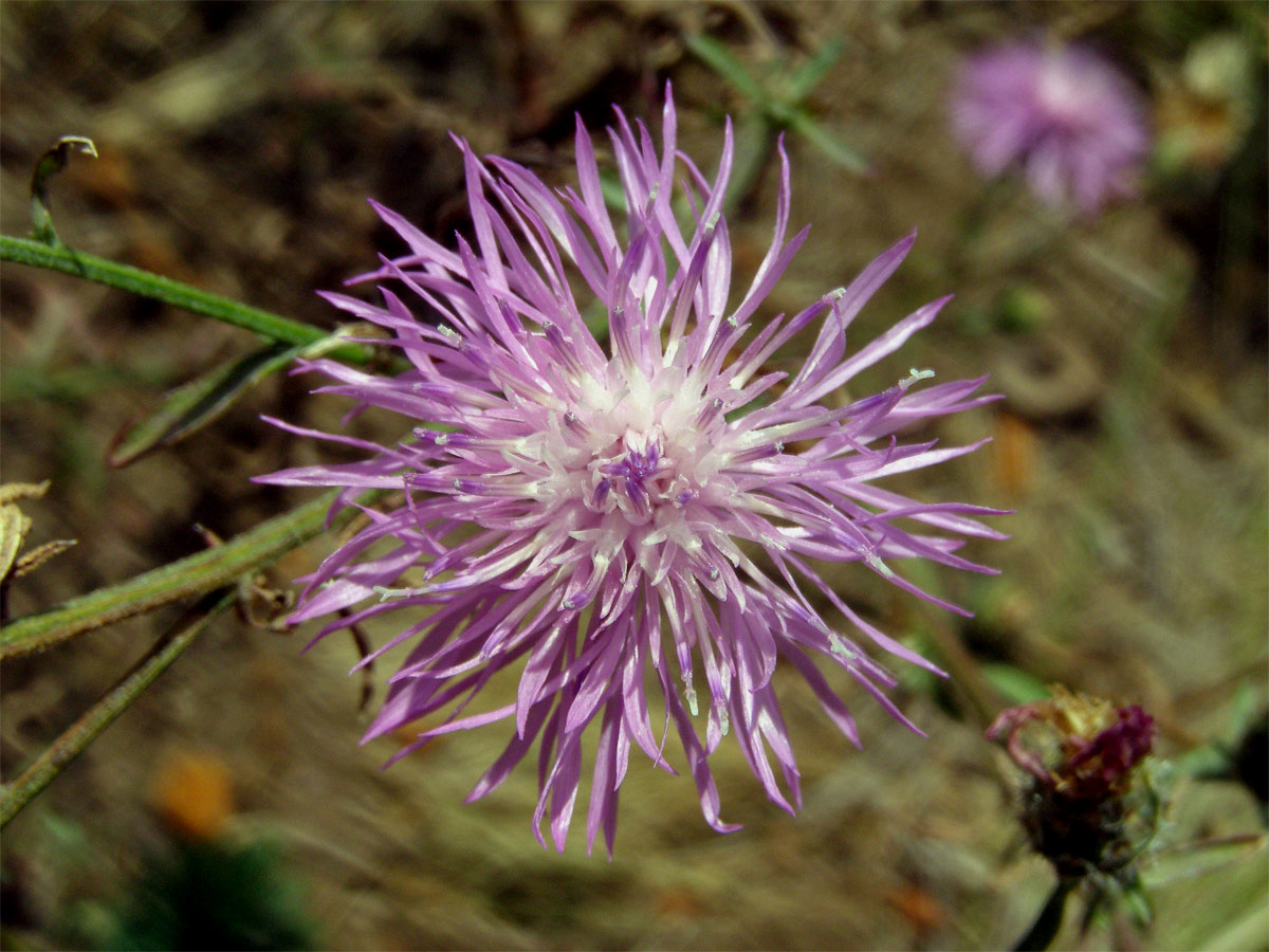 Chrpa latnatá (Centaurea stoebe L.)