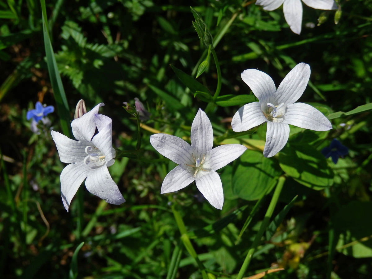 Zvonek rozkladitý (Campanula patula L.) se světlými květy (4e)