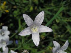 Zvonek rozkladitý (Campanula patula L.) se světlými květy (4g)