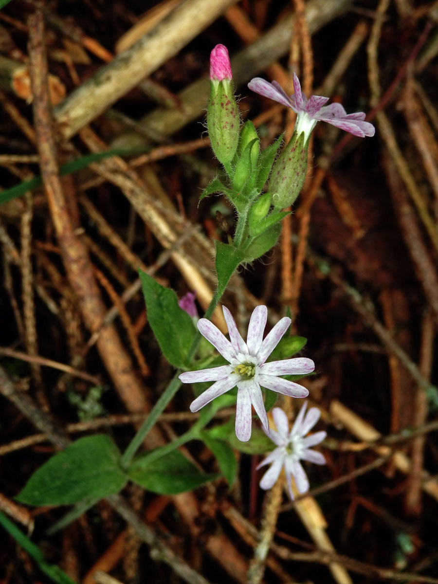 Silenka dvoudomá = Knotovka červená (Silene dioica (L.) Clairv.), růžový květ (2a)