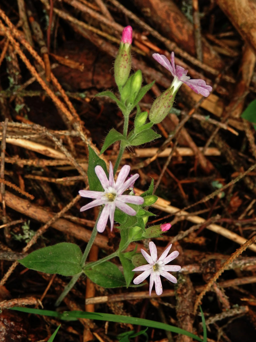 Silenka dvoudomá = Knotovka červená (Silene dioica (L.) Clairv.), růžový květ (2b)