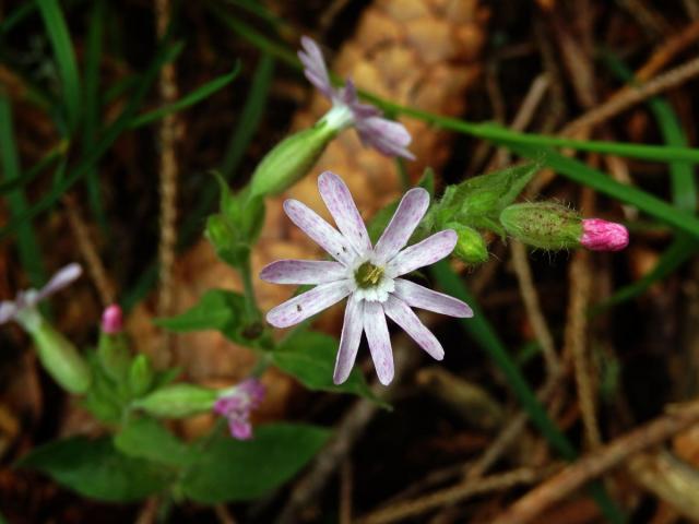 Silenka dvoudomá = Knotovka červená (Silene dioica (L.) Clairv.), růžový květ (2c)