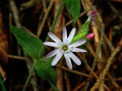 Silenka dvoudomá = Knotovka červená (Silene dioica (L.) Clairv.), růžový květ (2d)