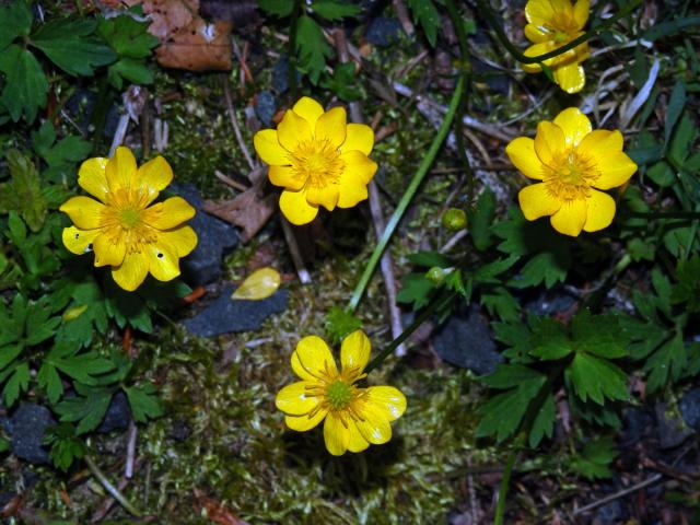 Pryskyřník plazivý (Ranunculus repens L.), vícečetný květ (13a)