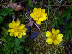 Pryskyřník plazivý (Ranunculus repens L.), vícečetný květ (13b)