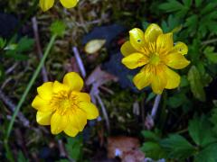 Pryskyřník plazivý (Ranunculus repens L.), vícečetný květ (13c)
