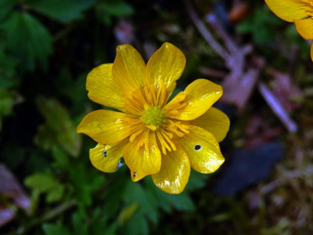 Pryskyřník plazivý (Ranunculus repens L.), vícečetný květ (13d)