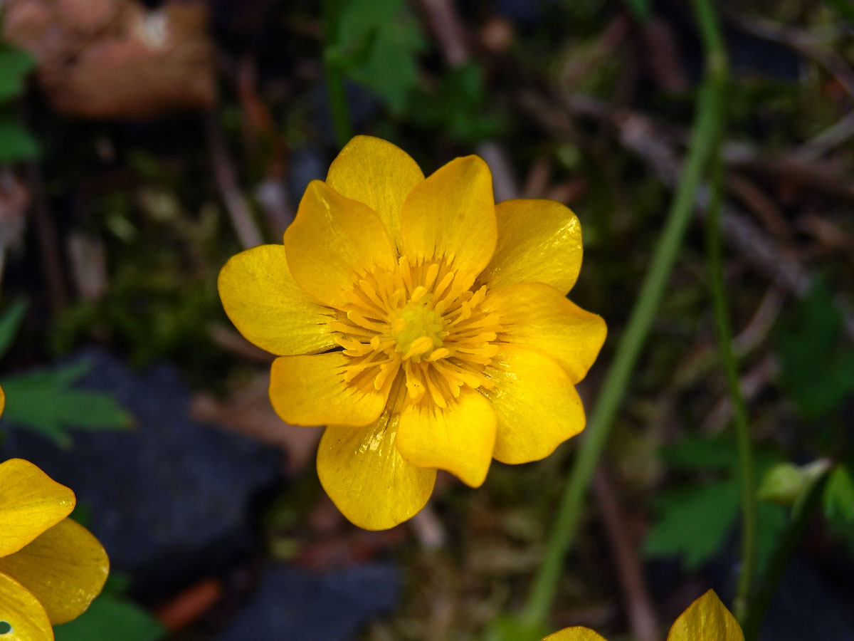 Pryskyřník plazivý (Ranunculus repens L.), vícečetný květ (13e)